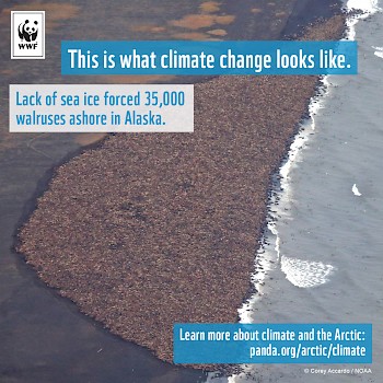 /site/assets/files/1109/walrus-haulout.jpg